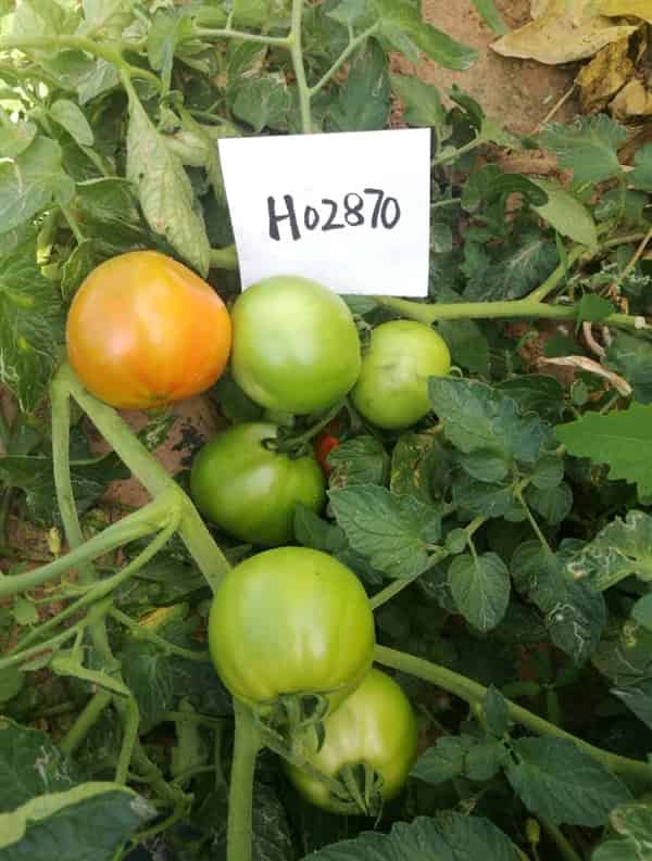 华裕H02870