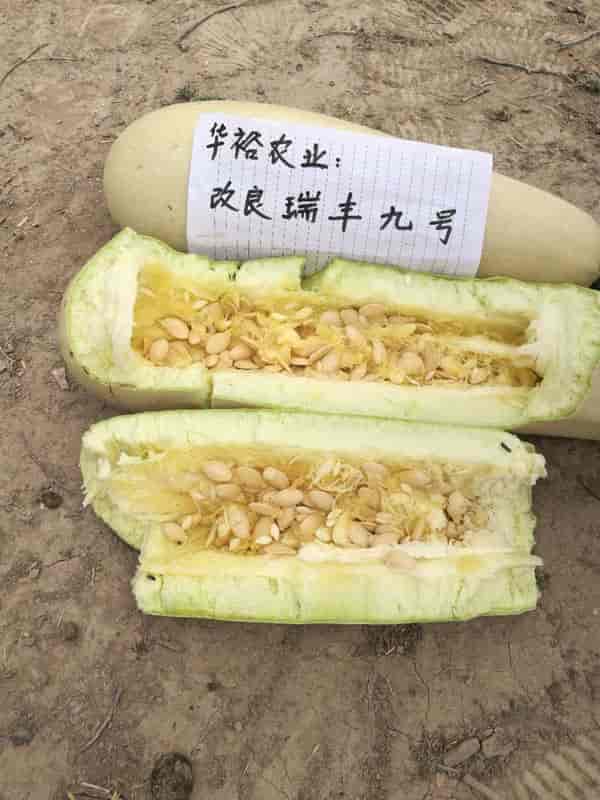 华裕改良瑞丰九号